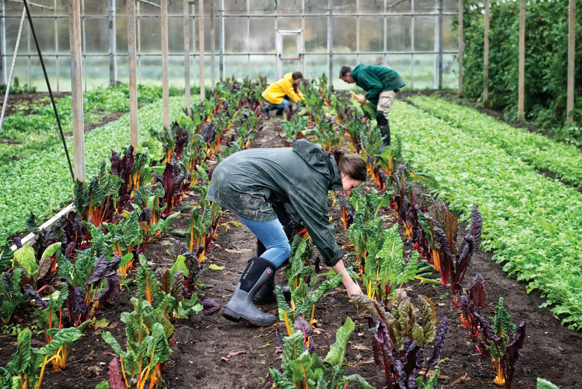 Farm workers in green field harvesting salad